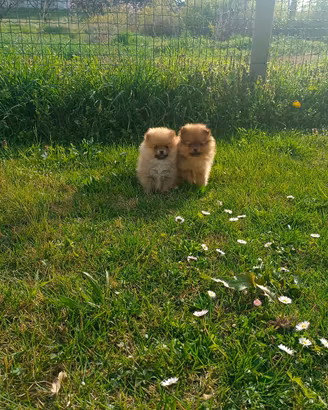 CUCCIOLI DI SPITZ TEDESCO PICCOLO CON PEDIGREE