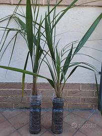 Butia