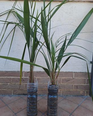 Butia
