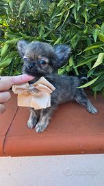 chihuahua brindle con pedigree