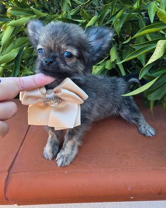 chihuahua brindle con pedigree