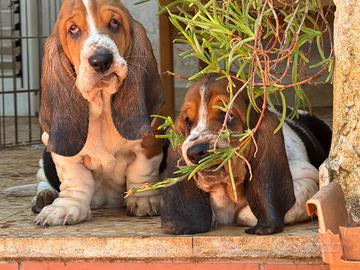Basset Hound Pedegree Enci