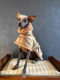 Cappottino per piccolo levriero italiano