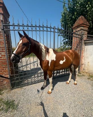 Mezza fida disponibile cavallo per principianti