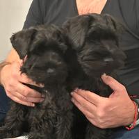 Cuccioli di schnauzer nano