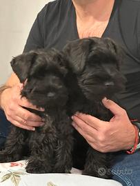 Cuccioli di schnauzer nano