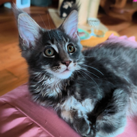 Cucciolata Astri Nascenti Maine Coon