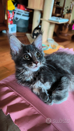 Cucciolata Astri Nascenti Maine Coon