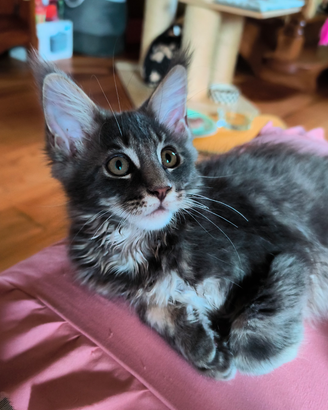 Cucciolata Astri Nascenti Maine Coon