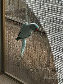 Parrocchetto dal collare