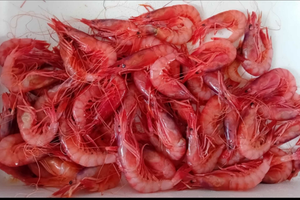 Piccolo laboratorio di cucina /piccola gastronomia