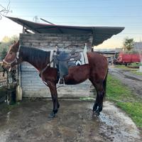 Cavallo x passeggiate