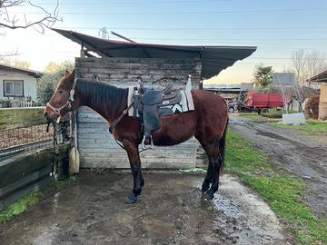 Cavallo x passeggiate