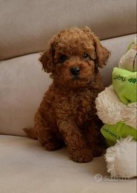 Barboncino mini toy red