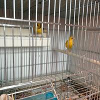 Coppie canarini 2025