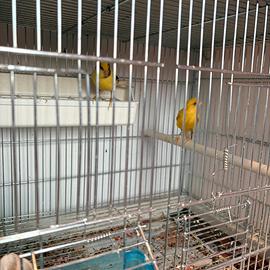 Coppie canarini 2025