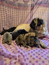 Cuccioli di Carlino con Pedigree ENCI