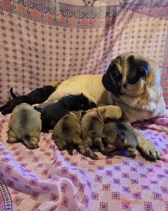 Cuccioli di Carlino con Pedigree ENCI