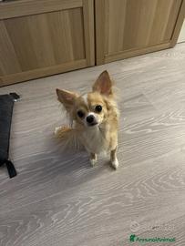 Per gli amanti dei chihuahua