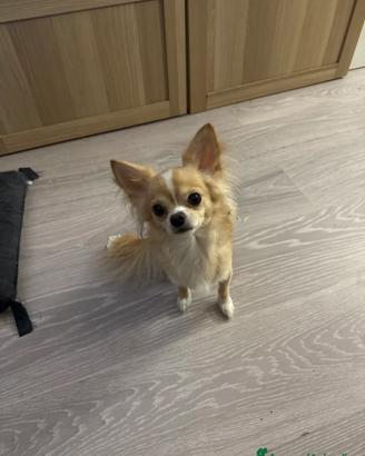Per gli amanti dei chihuahua