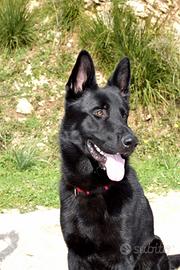 Pastore tedesco nero per accoppiamento