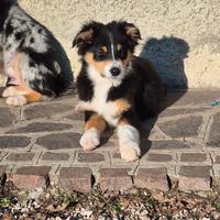 Cuccioli pastore australiano