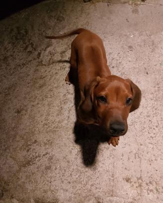 Cuccioli di rhodesian ridgeback