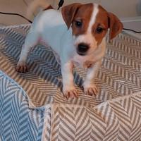 Cuccioli di Jack Russel