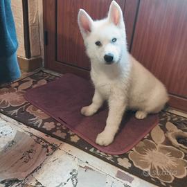 Cucciol Siberian husky