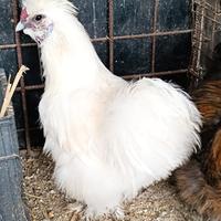 Galletti di morosetta