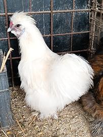 Galletti di morosetta