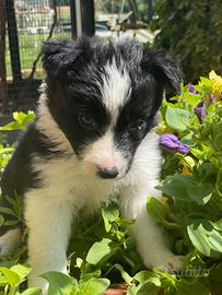 Border collie