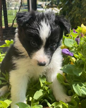 Border collie