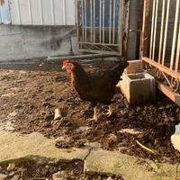 Galline ovaiole