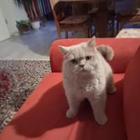 British shorthair