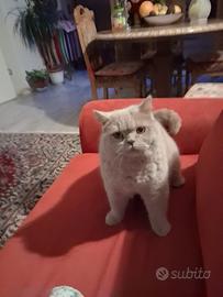 British shorthair
