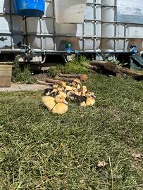 Anatroccoli di anatra muta