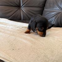 Cuccioli di bassotto