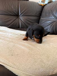 Cuccioli di bassotto