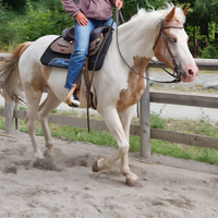Cavallo per privati