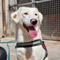 Blanche , 2 anni di età, da cucciola in canile