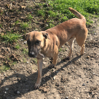Pastore Malinoir e incrocio Amstaff