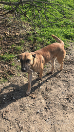 Pastore Malinoir e incrocio Amstaff