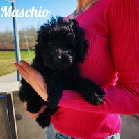 Barboncino nano total black