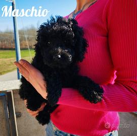 Barboncino nano total black