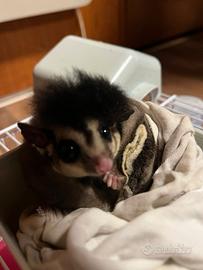 Petauro dello zucchero