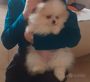 Spitz di Pomerania Mini