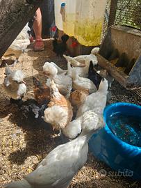 Pulcini gallina padovana