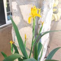 Piante acquatiche (giaggiolo acquatico)