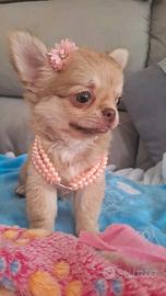 Chihuahua Isabel
